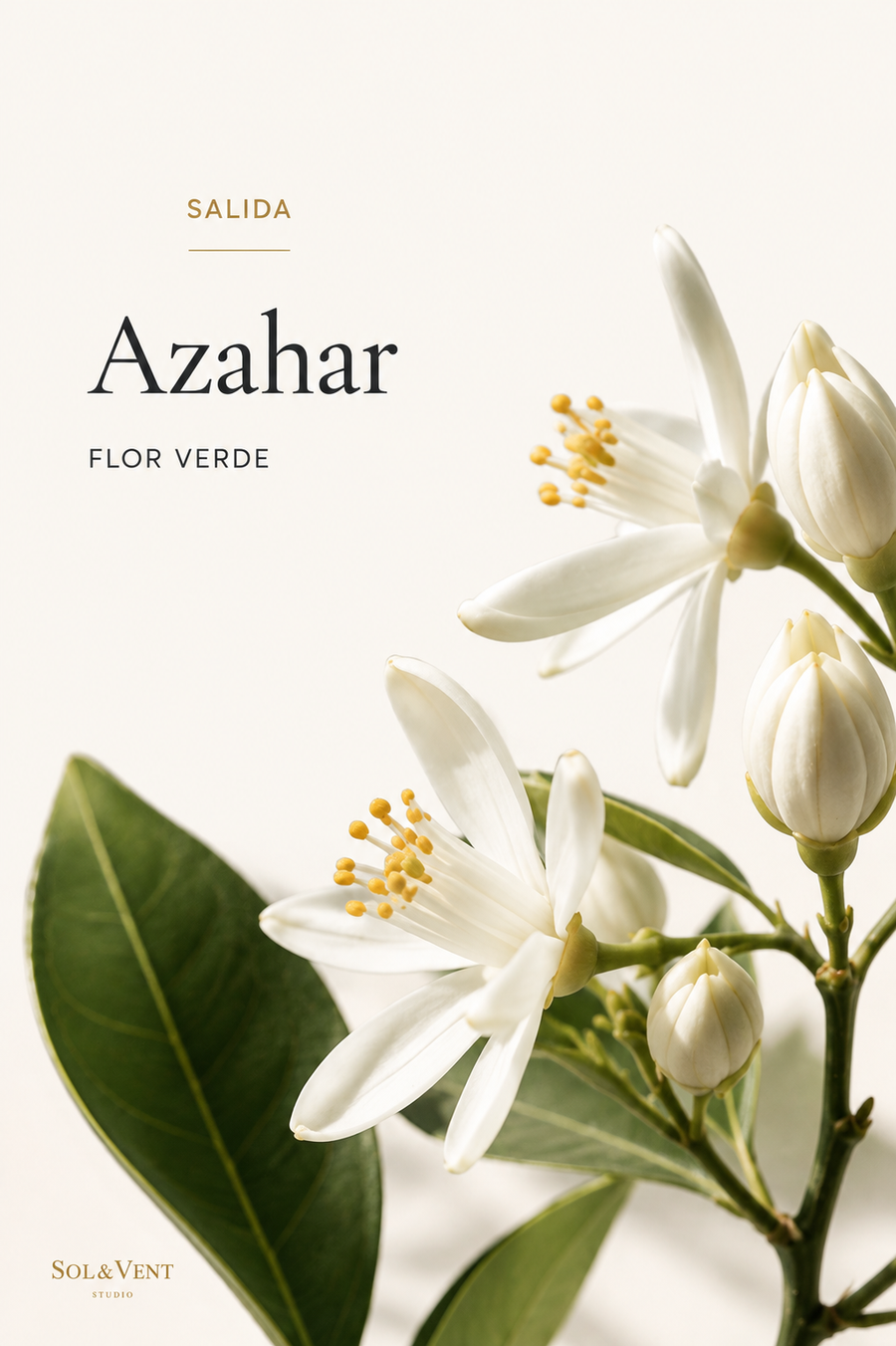 Flores de azahar, nota de salida de la fragancia Patio Andaluz de Sol&Vent