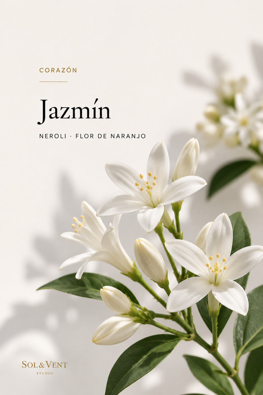 Flores de jazmín, nota de corazón de la fragancia Patio Andaluz de Sol&Vent